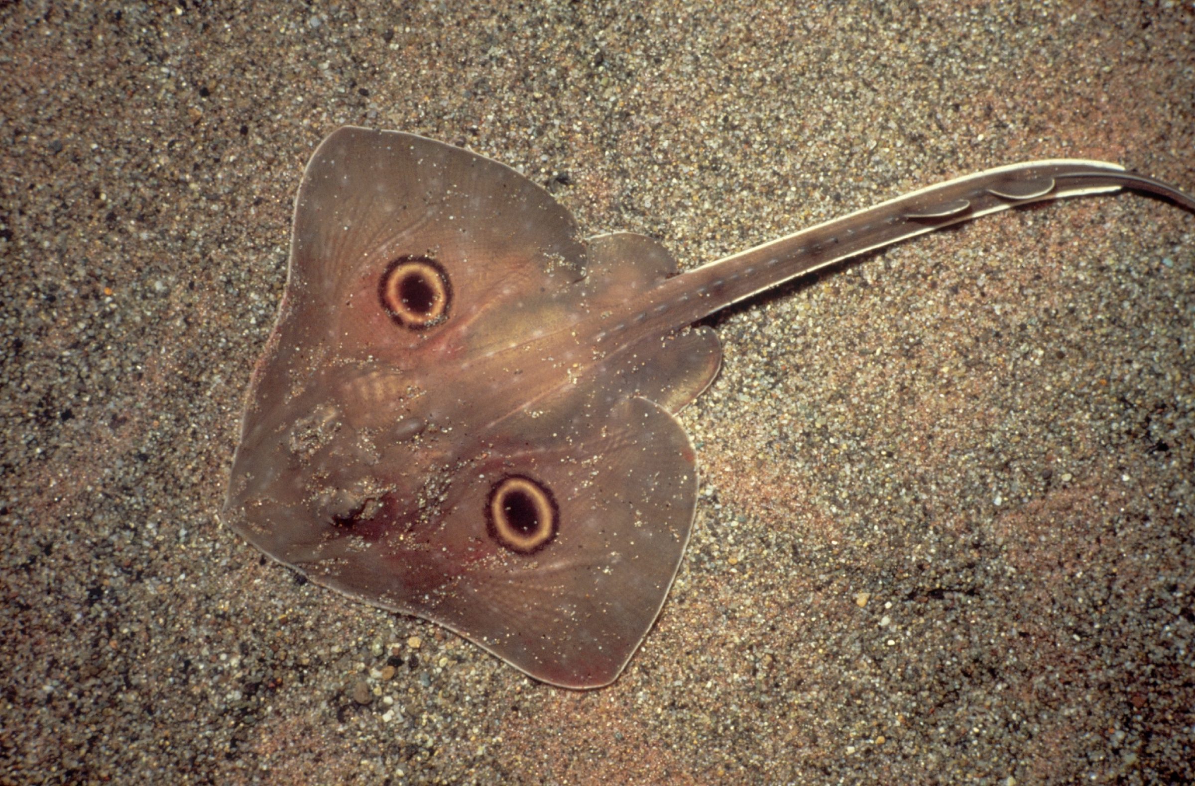 View of a big skate from above
