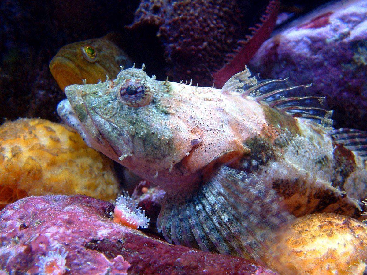 Close-up of a coralline sculpin resting on a bed of coral