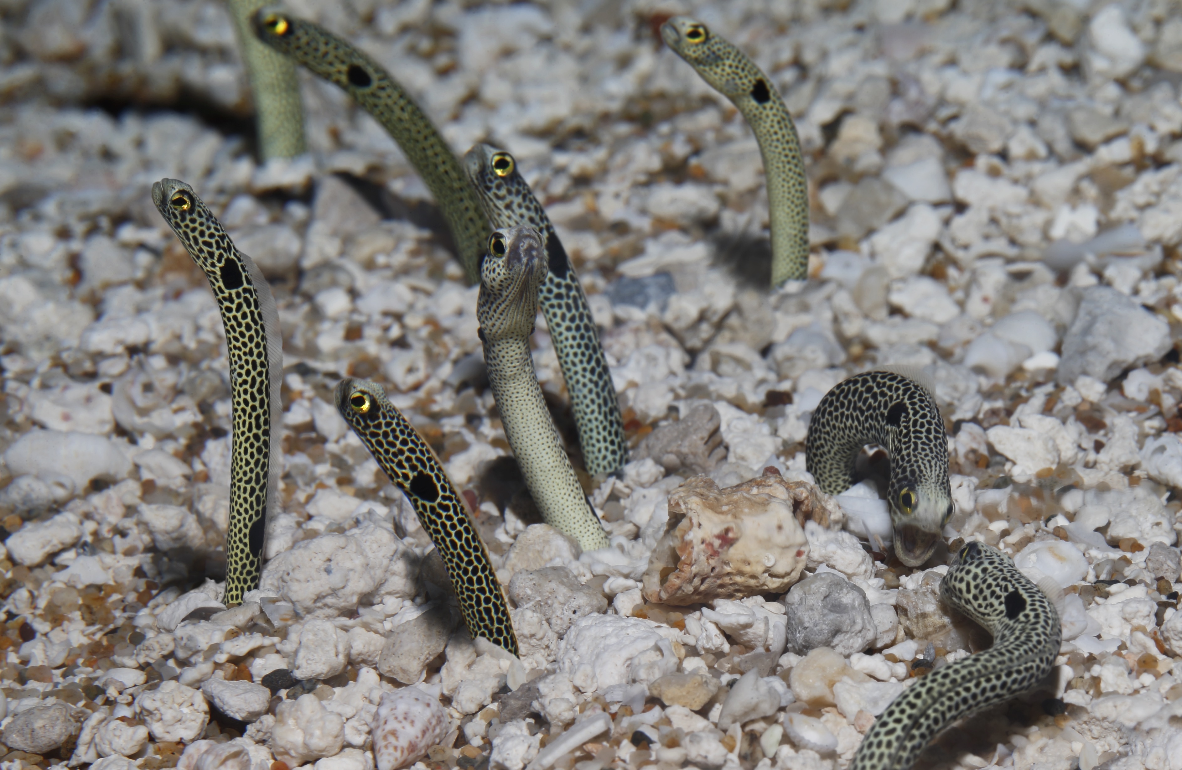 Garden eels (Heteroconger sp.) on display in the ¡Viva Baja! Life on the Edge special exhibit.