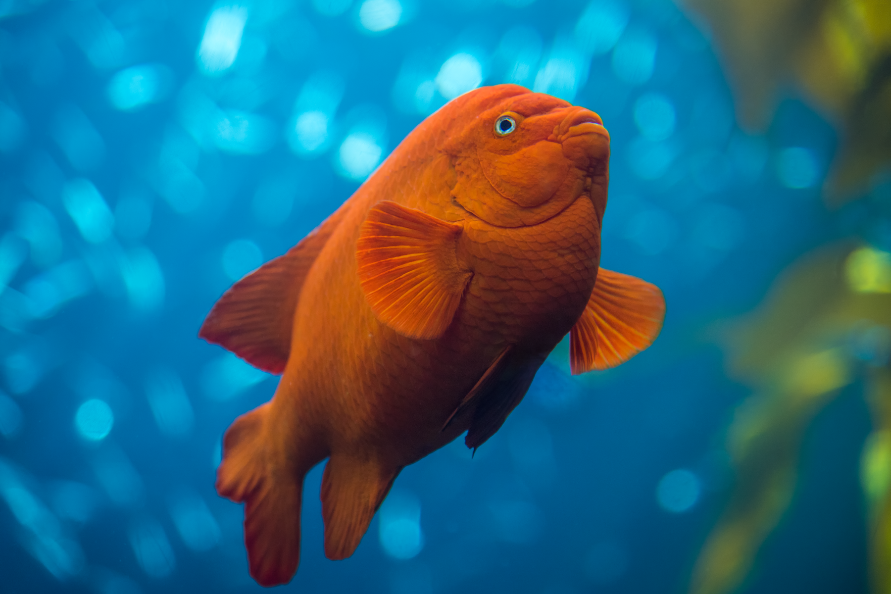Bright orange garibaldi fish swimming near kelp in blue water