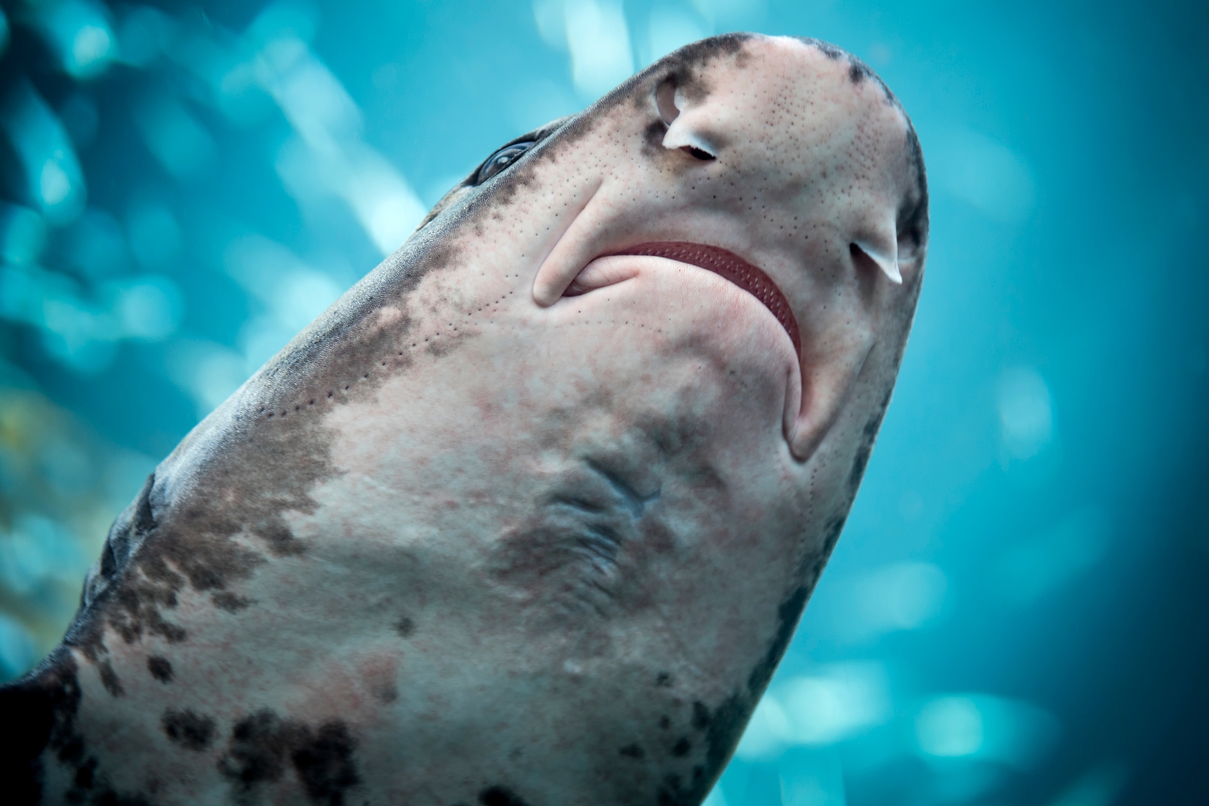 Leopard shark