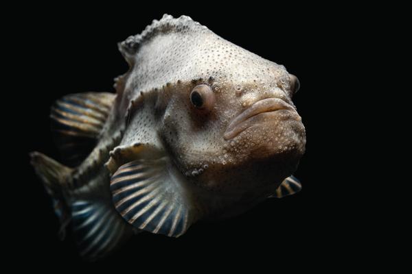 A female lumpfish