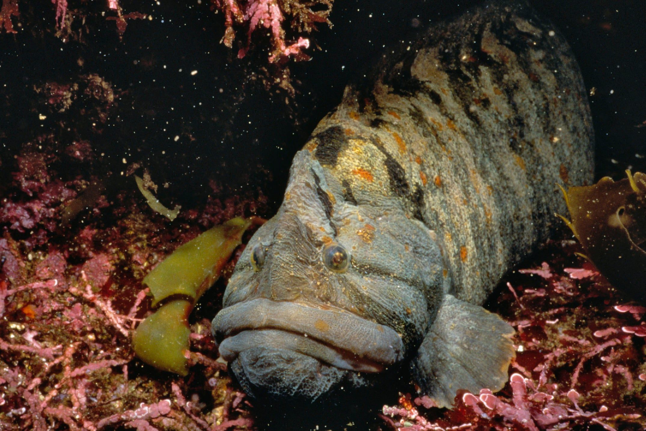 Monkeyface prickleback