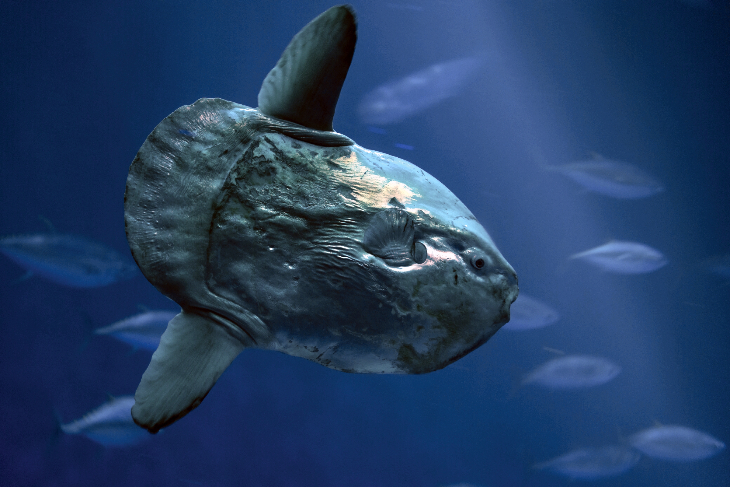 Ocean sunfish
