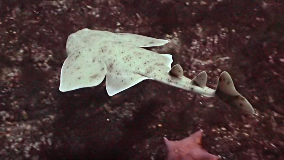Pacific angel shark swimming away