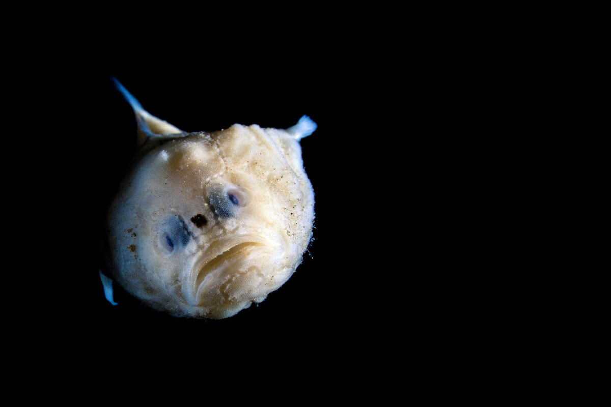Front-facing view of a pale deep-sea pink frogmouth fish illuminated against a black background