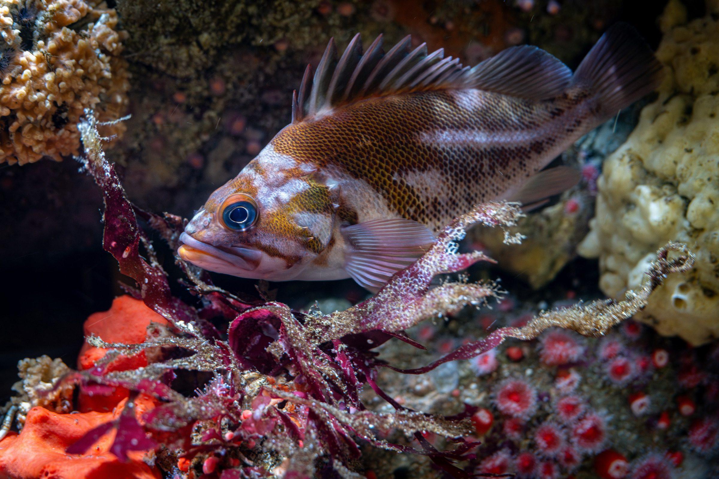 A Copper rockfish hides amongst the crevices of rocks and strawberry anemones in the rocky shore