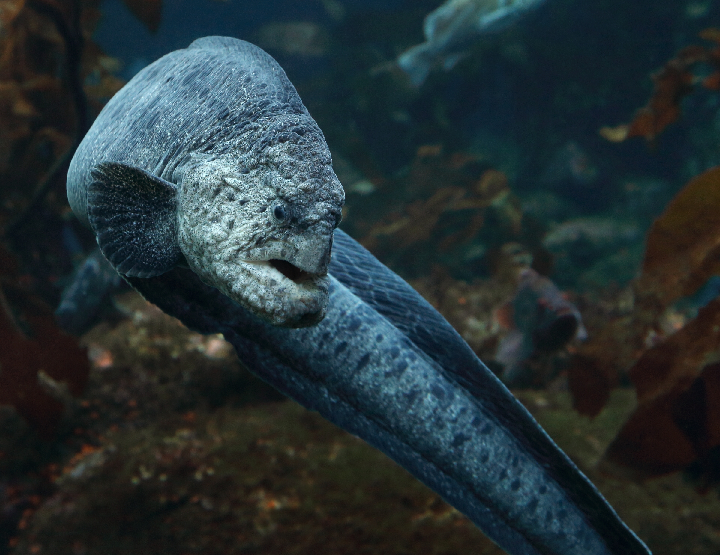 Wolf eel