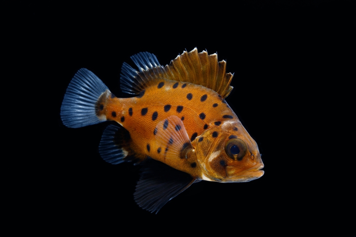 Juvenile giant sea bass