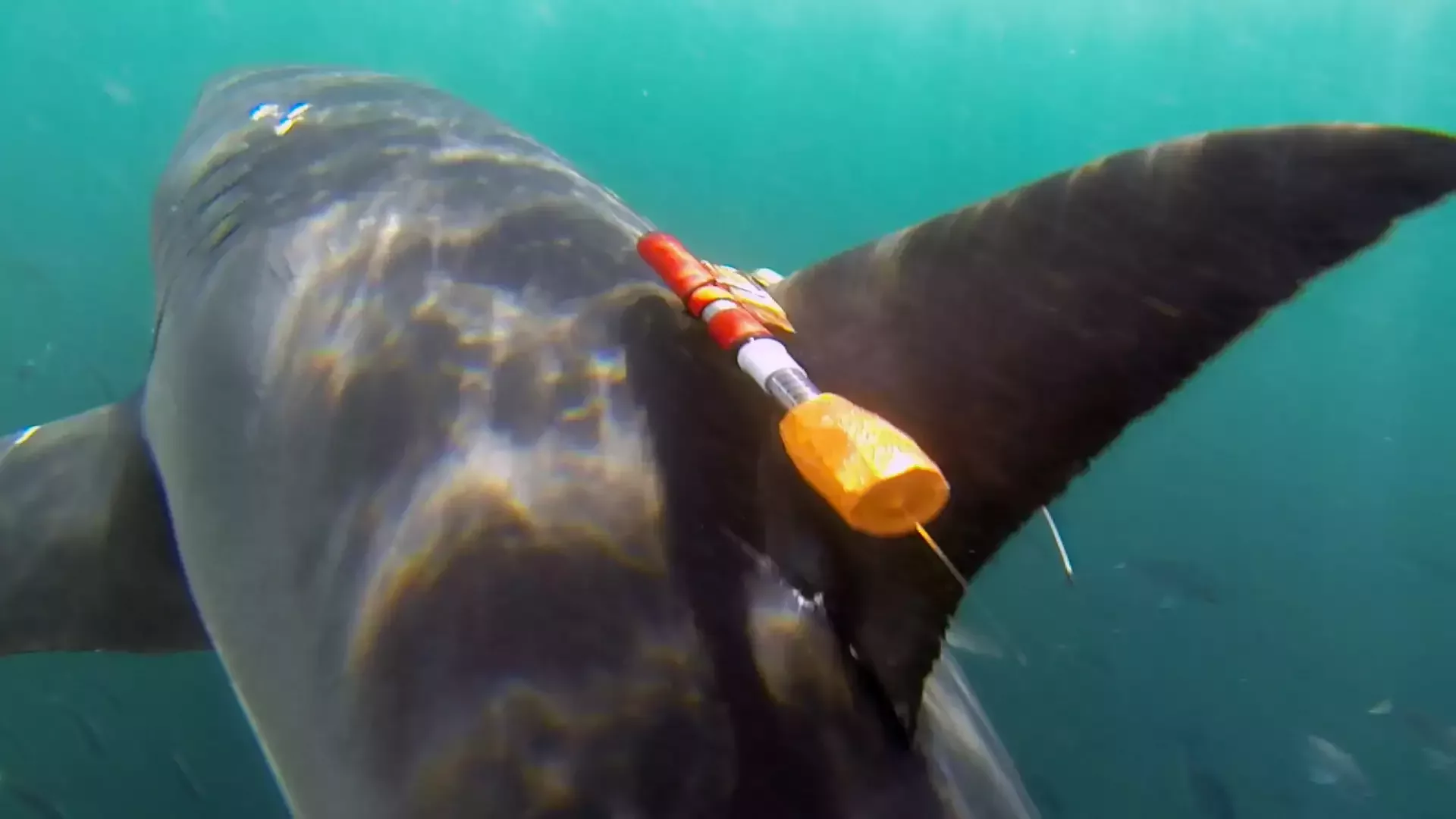 View of the dorsal side of a white shark underwater with a tracking tag attached to its dorsal fin.