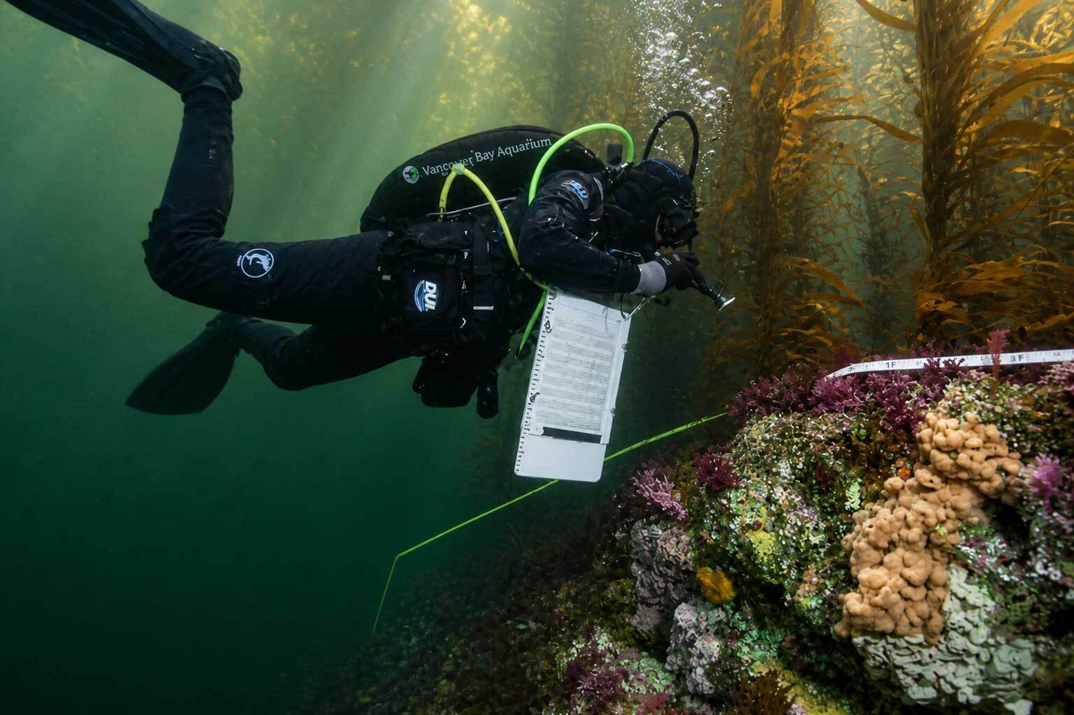 Monterey Bay Aquarium diver records data on clipboard while floating above colorful reef in kelp forest
