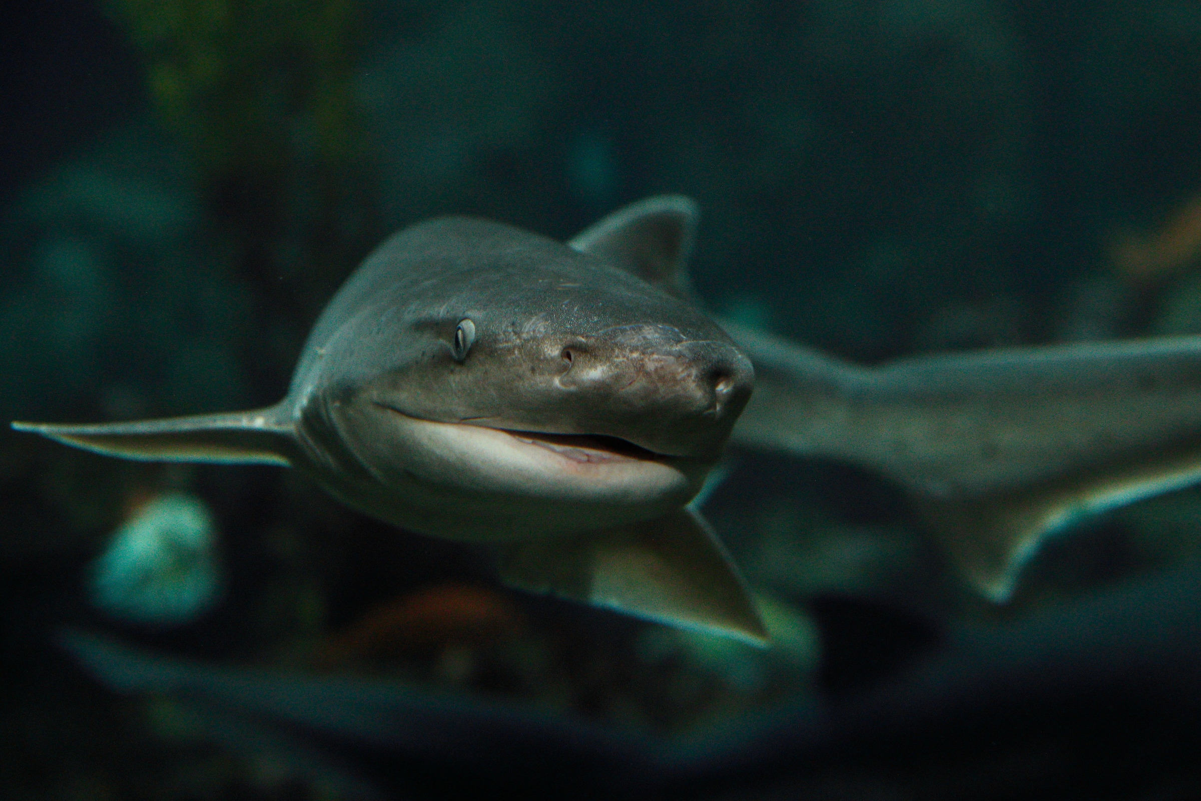 A close up of the front of a shark
