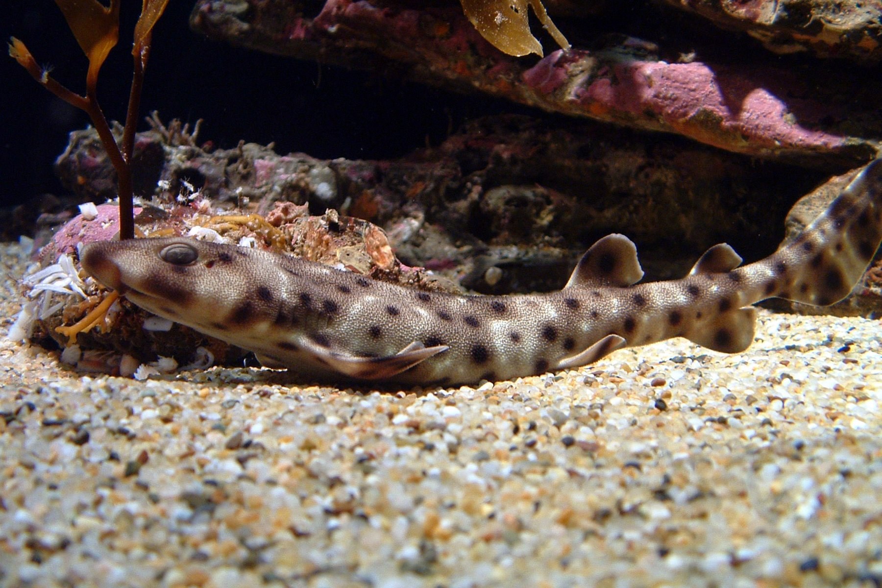 Spotted cat shark resting on sandy gravel bottom beside rocks and kelp in an Aquarium exhibit