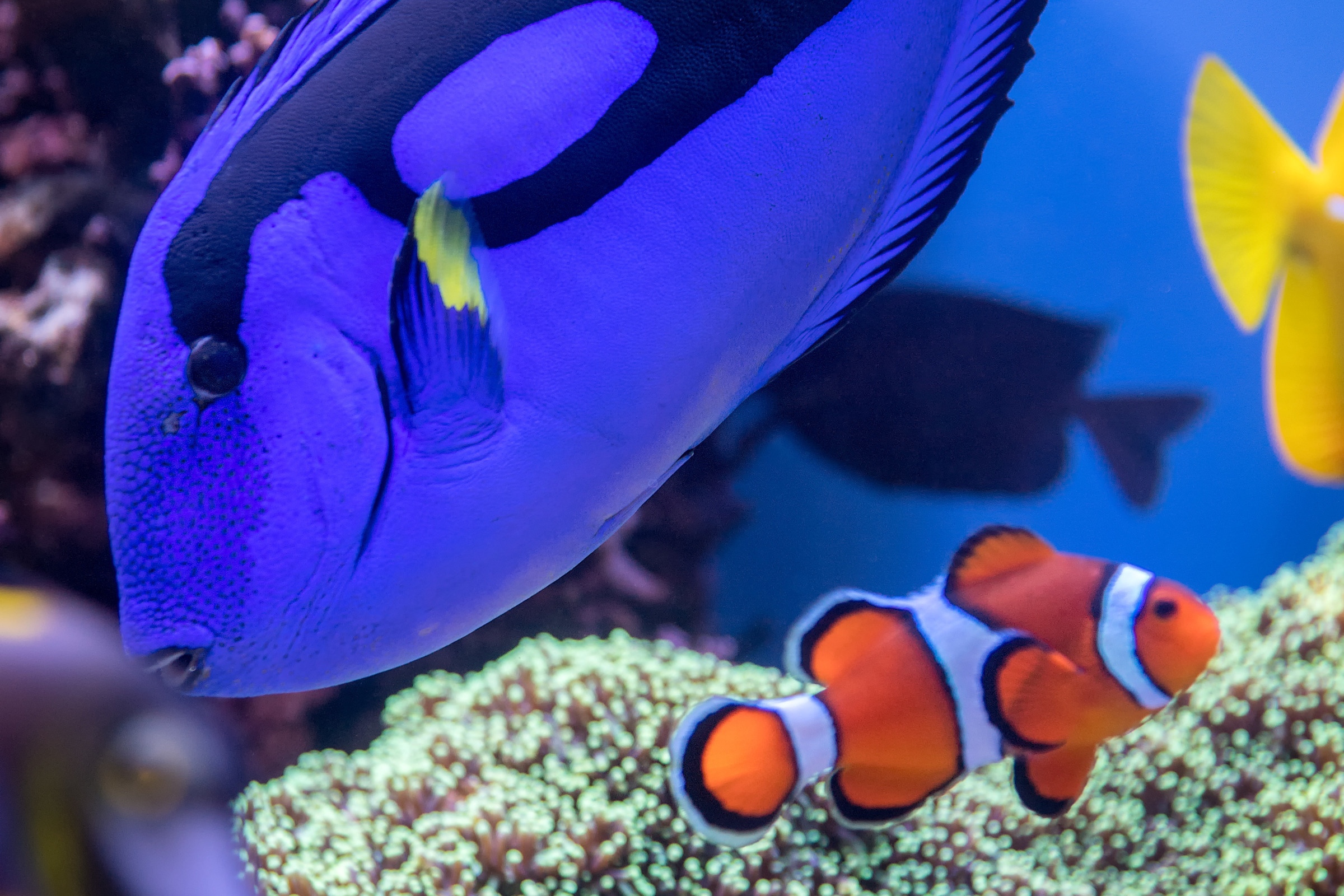 A close up of a blue tang fish swimming next to a clown fish