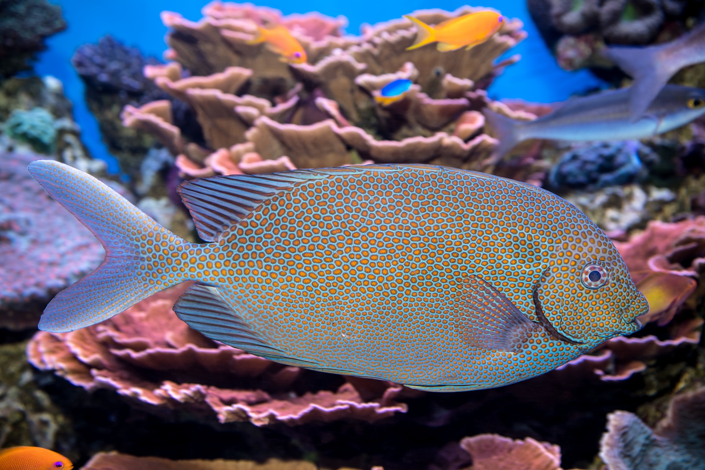 A goldspotted spinefoot with a pattern of small gold colored dots on blue swimming past large coral