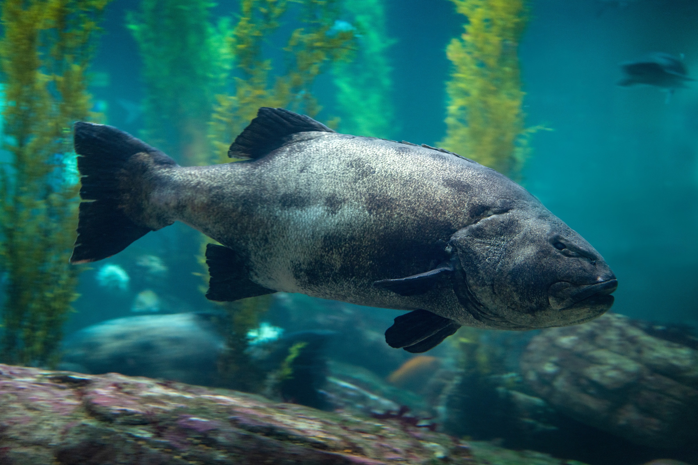 A giant sea bass in the Monterey Bay Habitats exhibit
