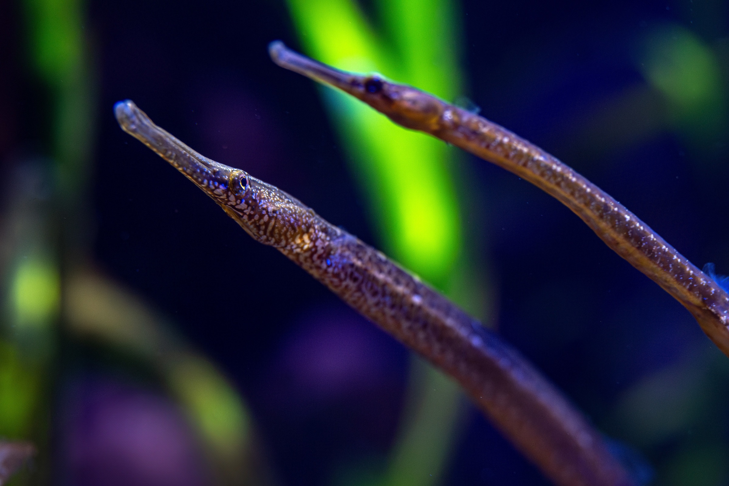 A bay pipefish swims among the eelgrass, blending in with its surroundings