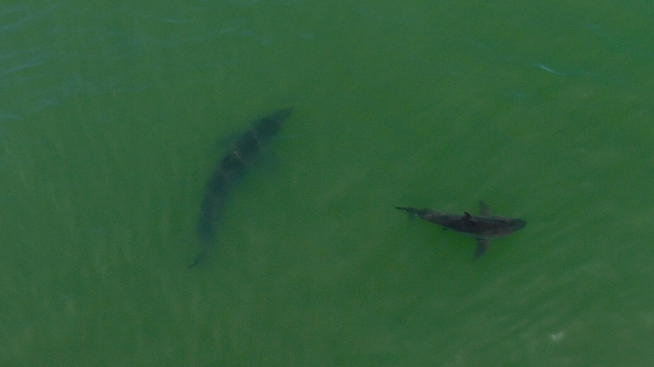 Aerial two juvenile white sharks Aptos