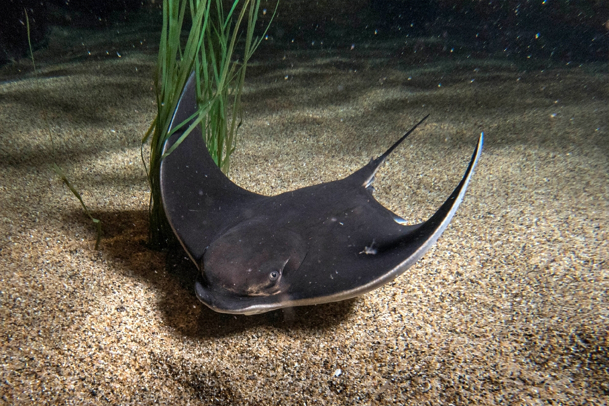 Bat ray resting on sandy seafloor beside eelgrass in dim underwater light