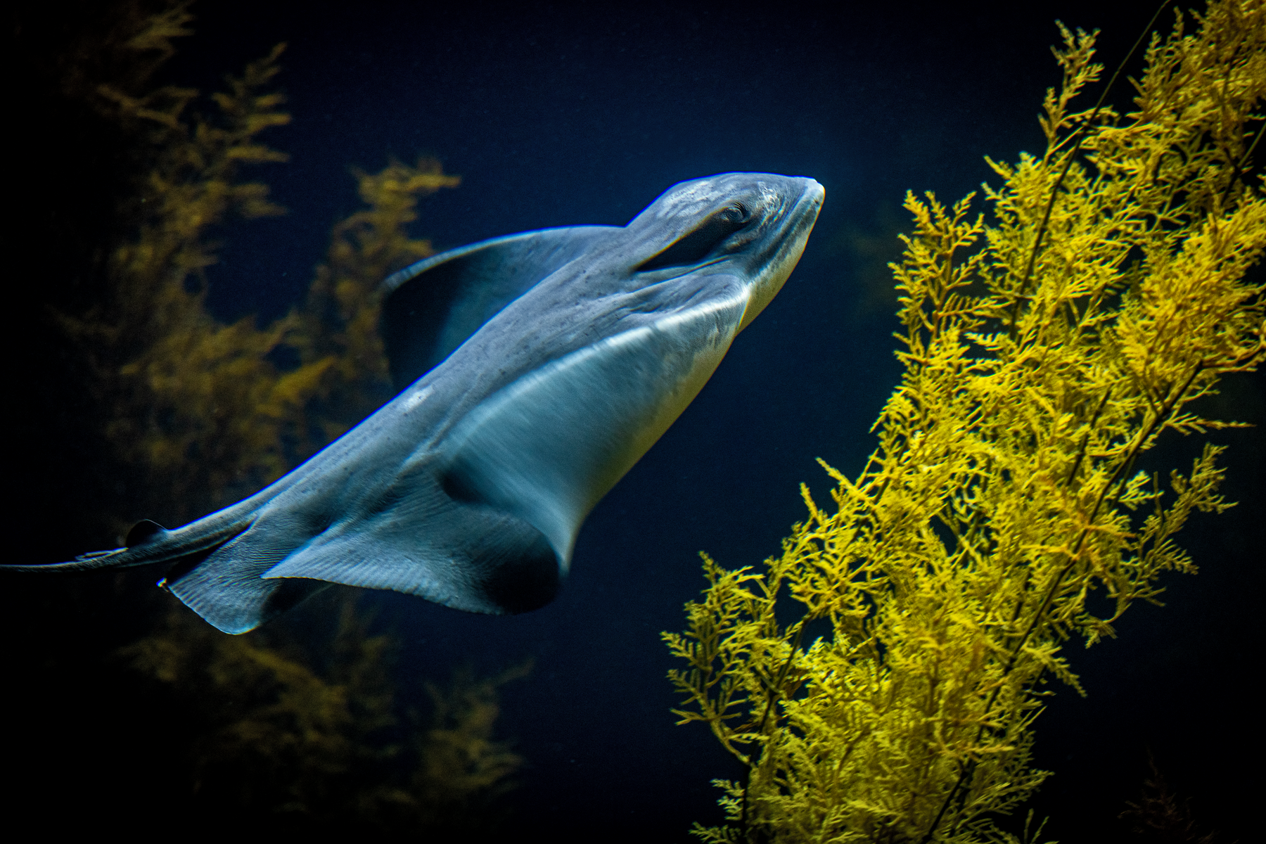 A bat ray scours the Monterey Bay Habitats exhibit for food