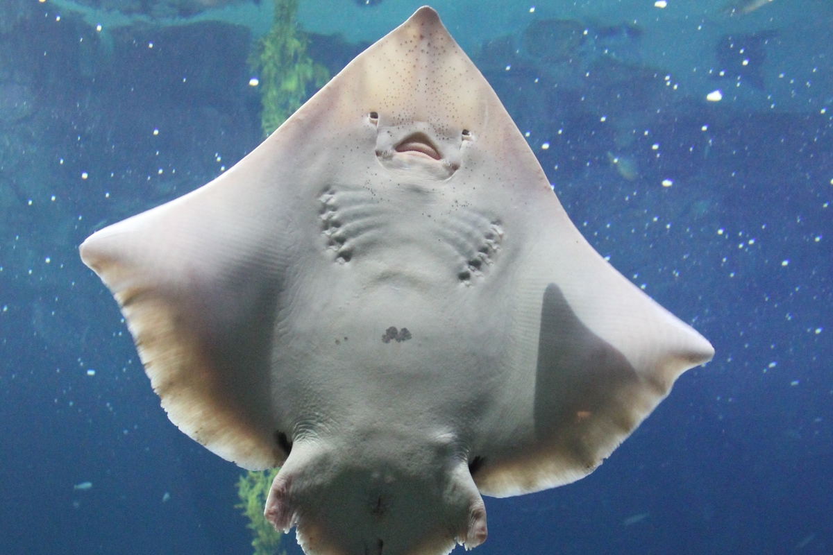Underside of a big skate