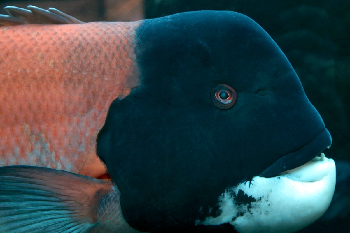 Close up of a California sheephead