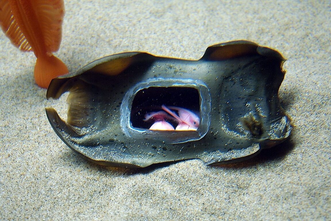 Big skate embryos in egg case