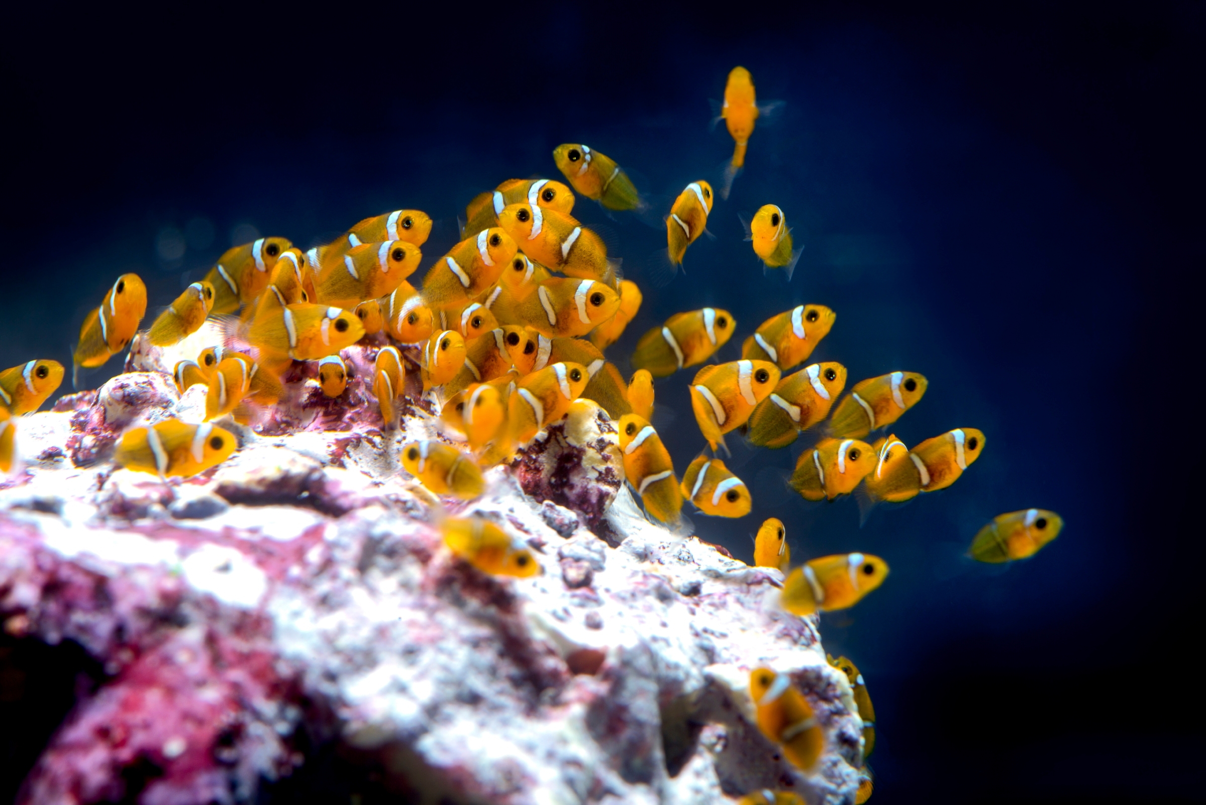 School of clownfish