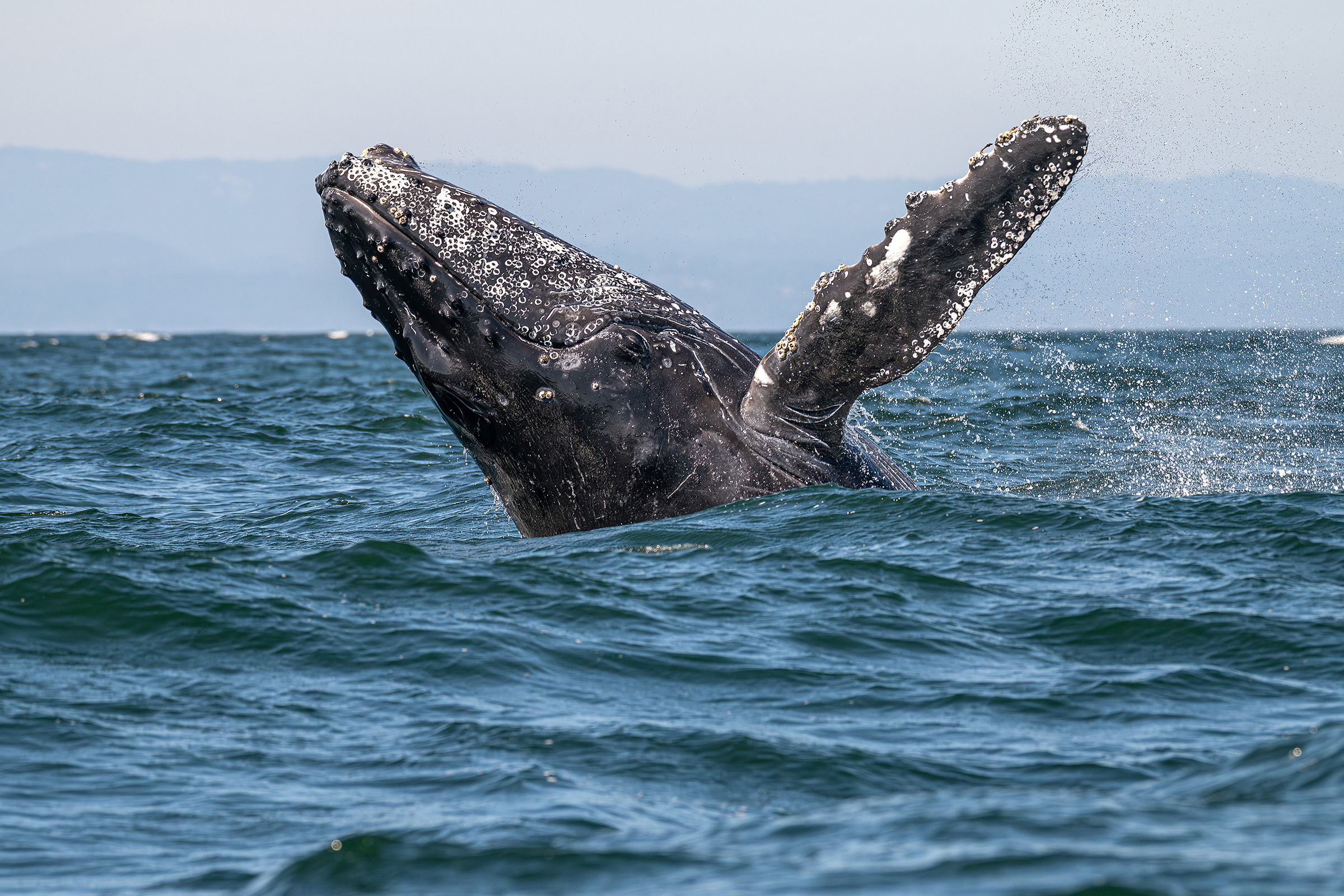 Humpback whale breaches the surface of the water just outside the Monterey Bay