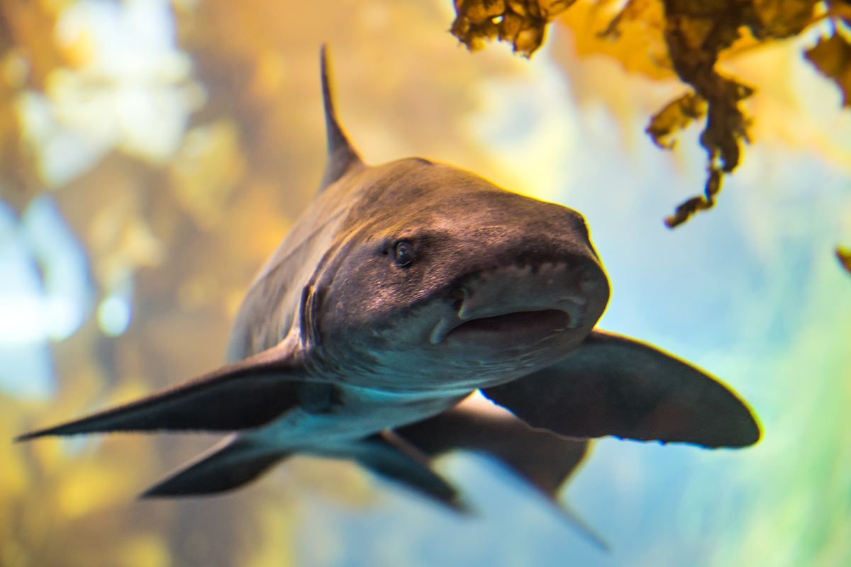 Close-up of a leopard shark's face swimming toward the camera near kelp