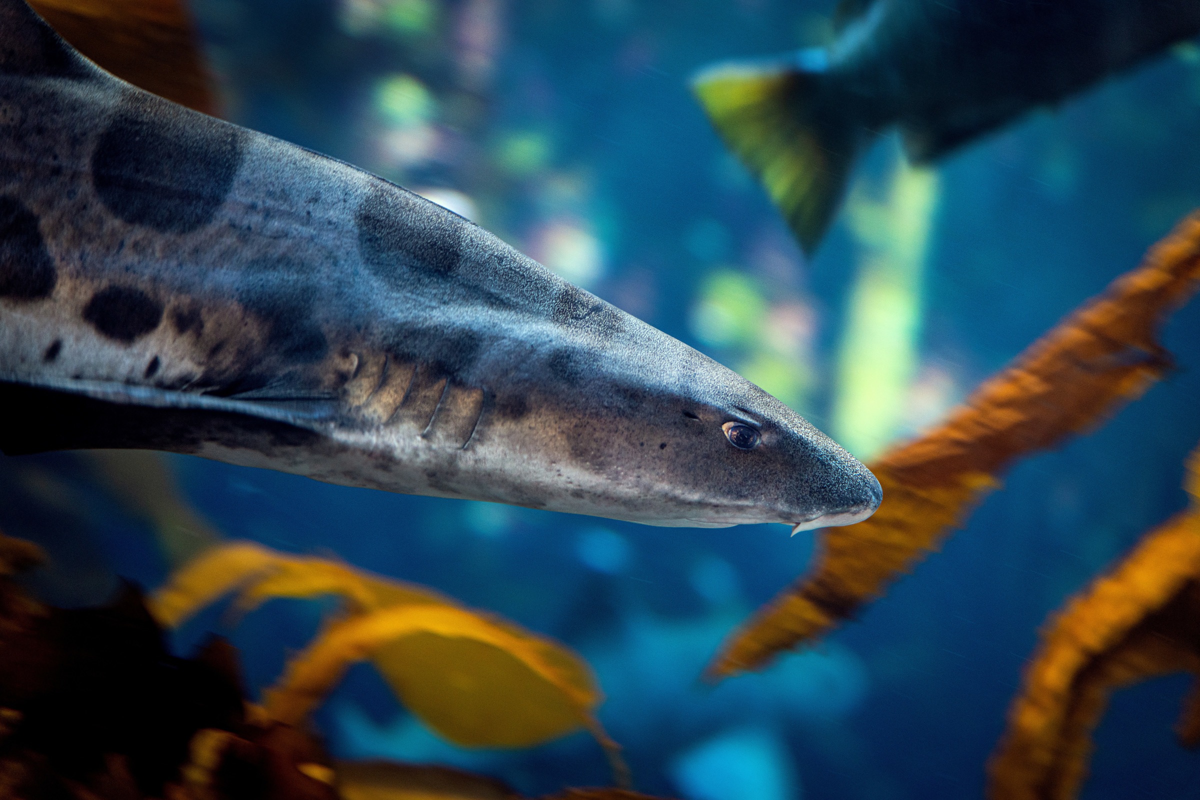 Close-up of a leopard shark's spotted snout and gills swimming among kelp