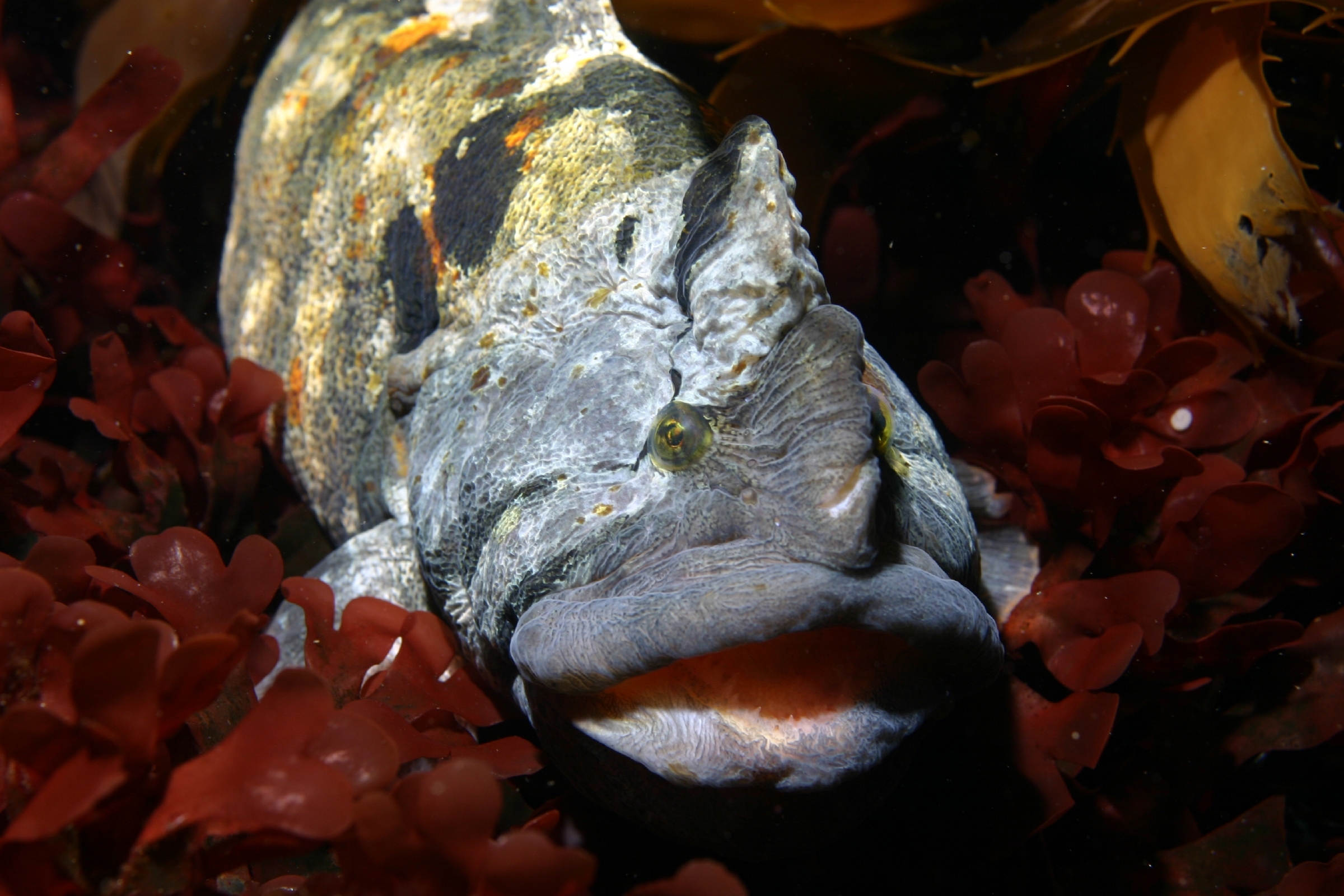 Head-on view of a monkeyface eel