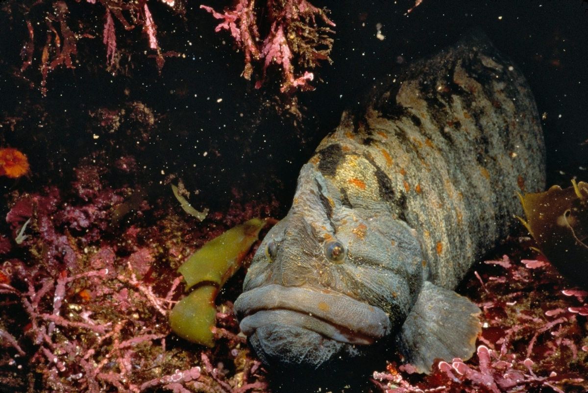 Monkeyface eel