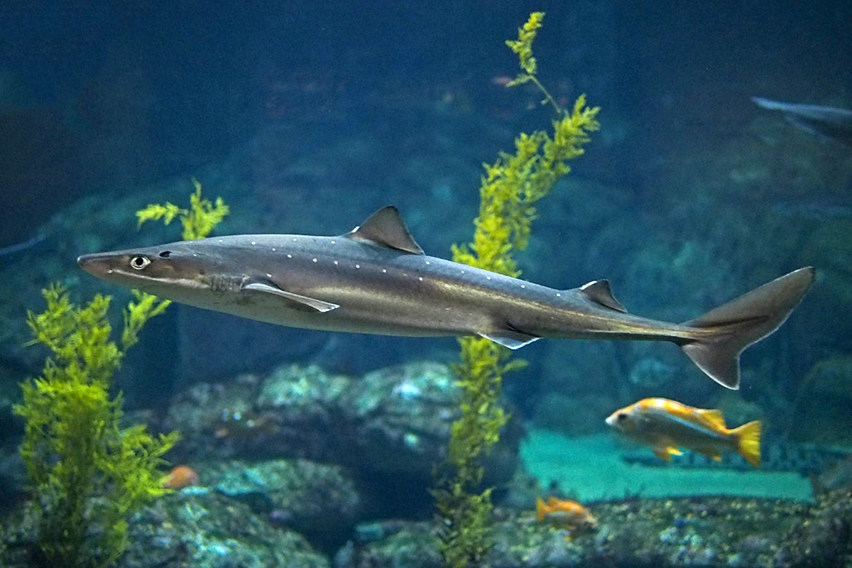 Pacific Spiny dogfish