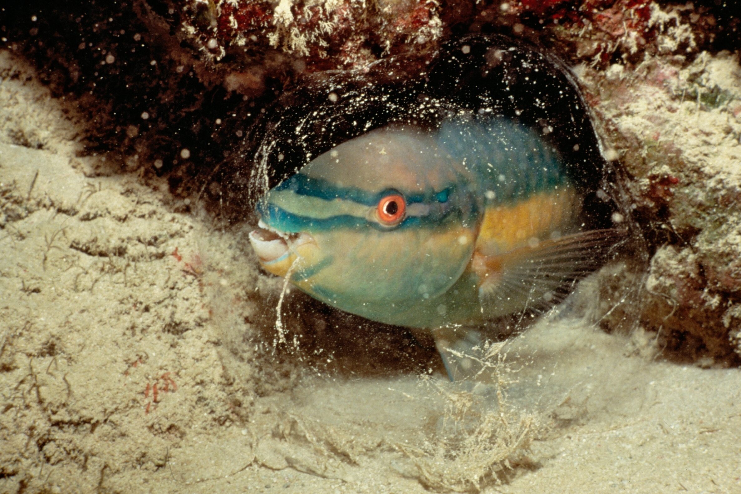 A colorful parrotfish rests inside a translucent, bubble-like mucus cocoon