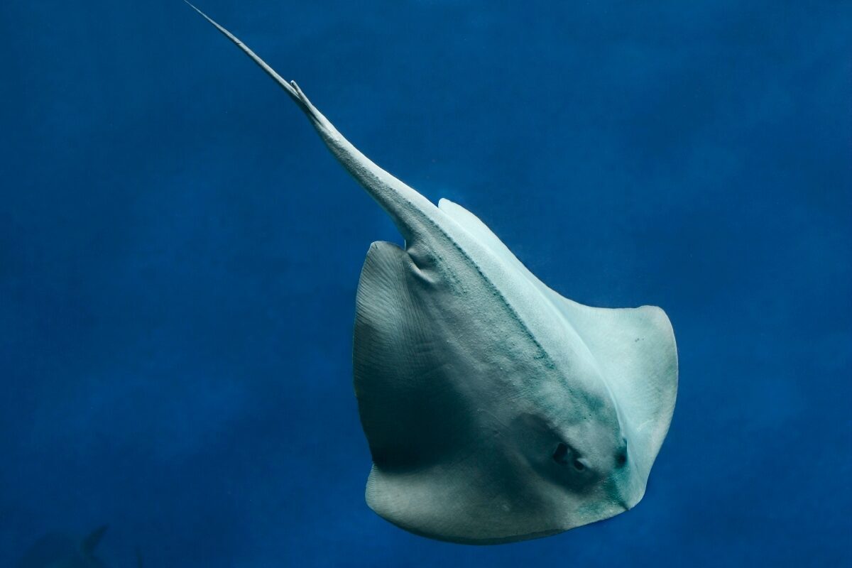 A pelagic stringray diving in the Monterey Bay Aquarium's Open Sea exhibit