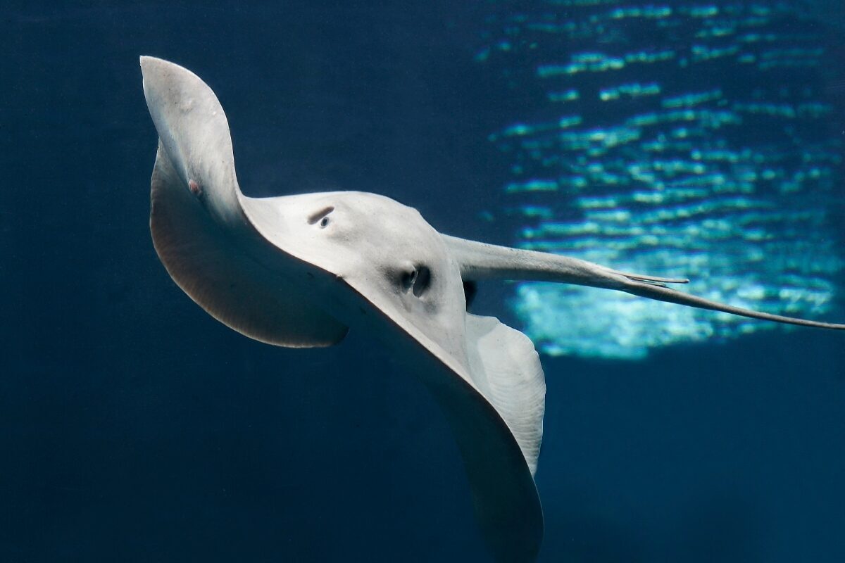 A view of a pelagic stingray swimming head on toward the view in the Monterey Bay Aquarium's Open Sea exhibit