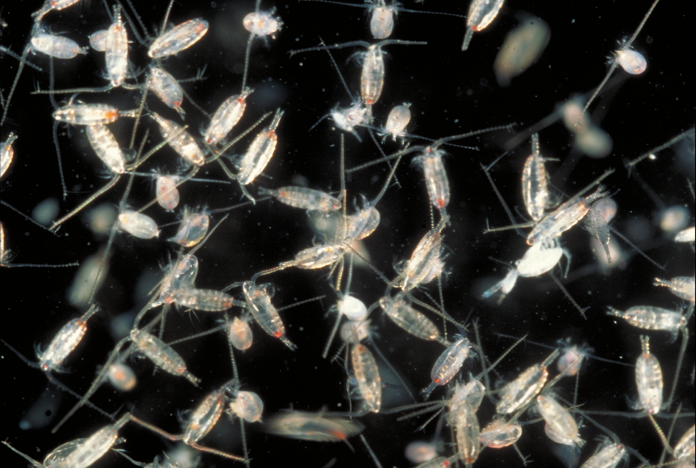 A few dozen Calanoid copepods also known as zooplankton