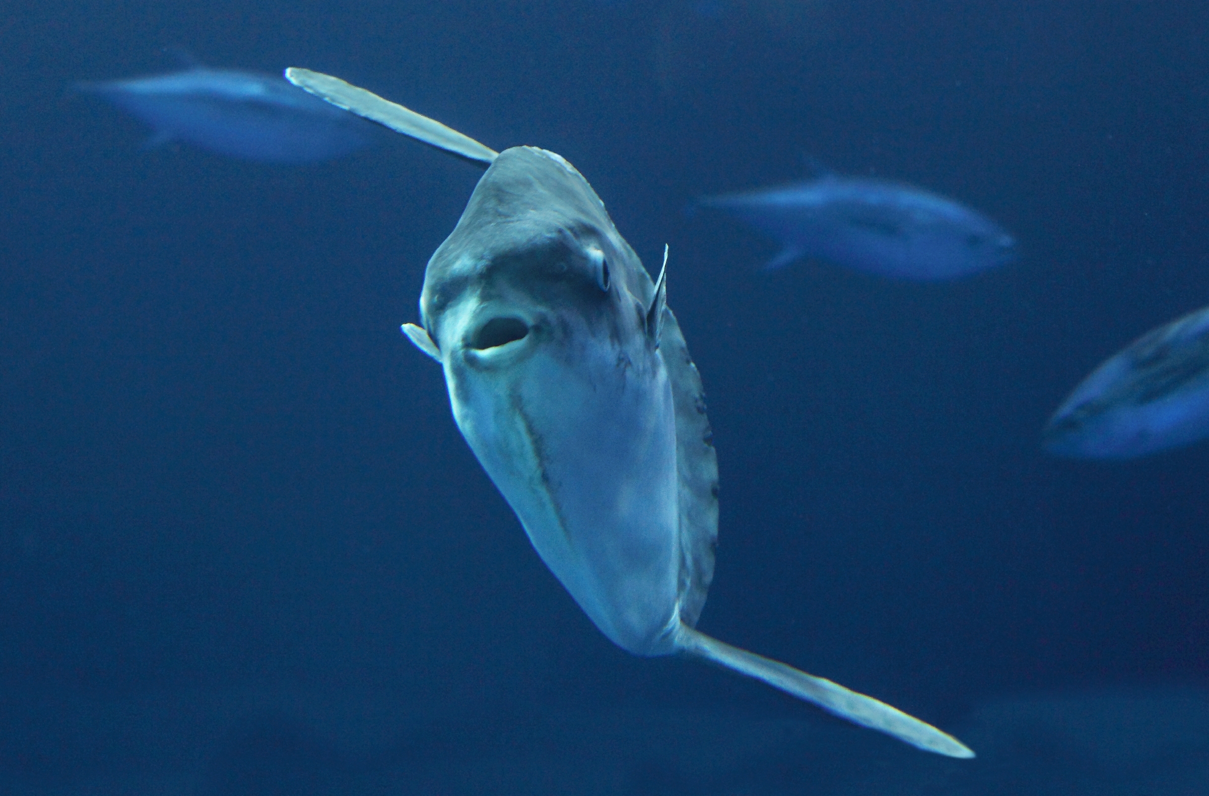 An ocean sunfish swimming in The Open Sea exhibit