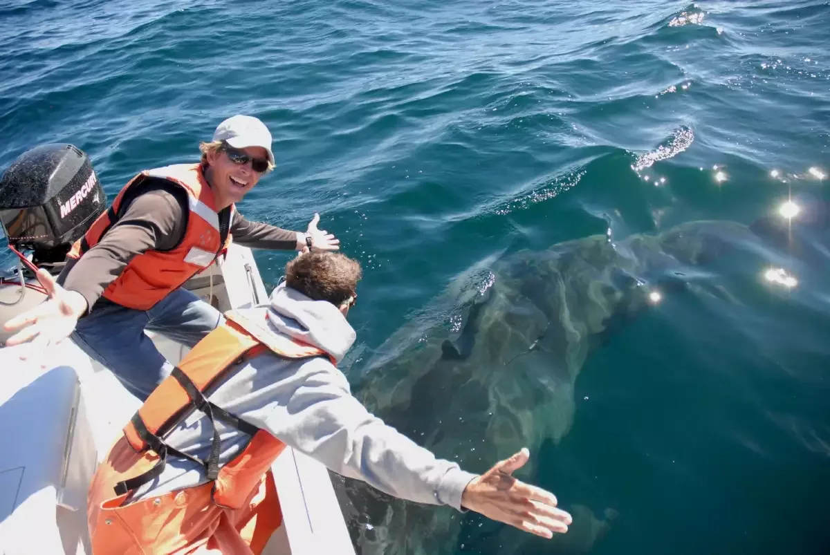 Two men on a boat wearing life vests hold their arms open to show how large a white shark under the boat is. One looks at the camera smiling as the other looks down at the shark.