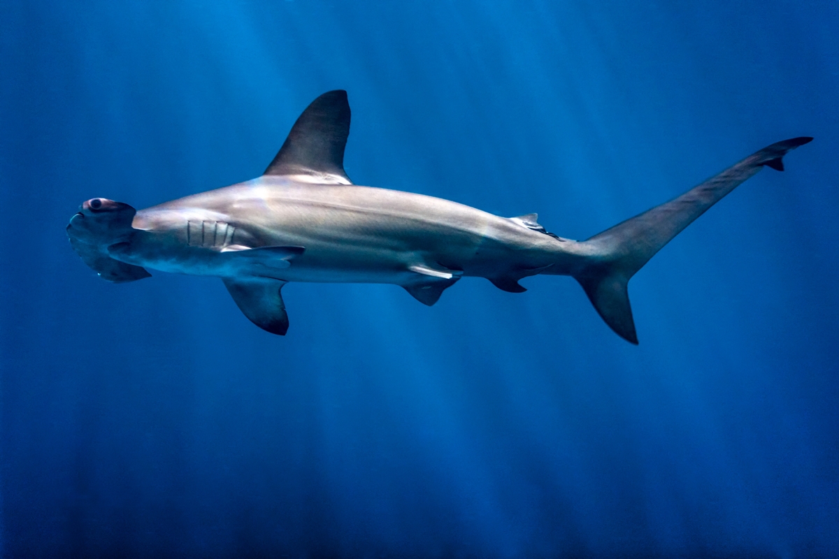 A scalloped hammerhead shark