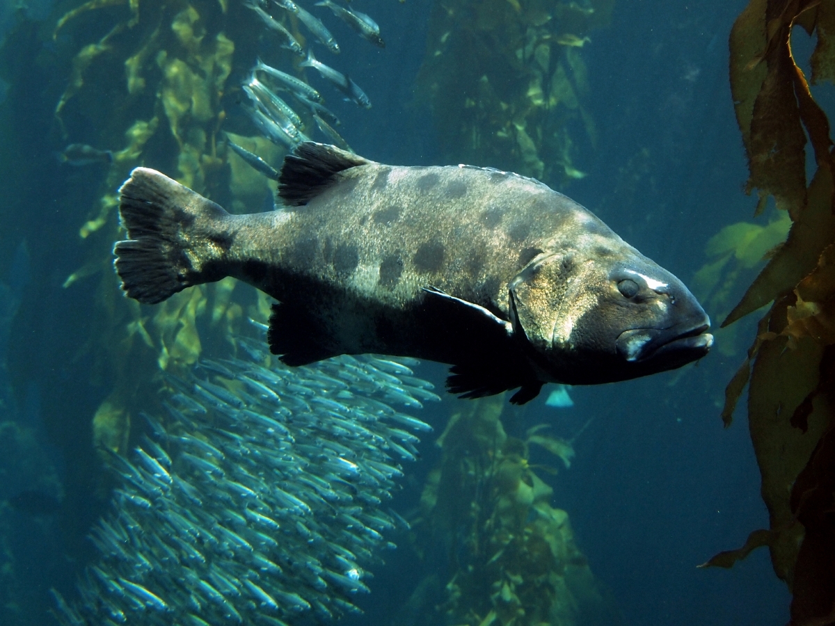 A sea bass in the Kelp Forest exhibit with schooling sardines behind it