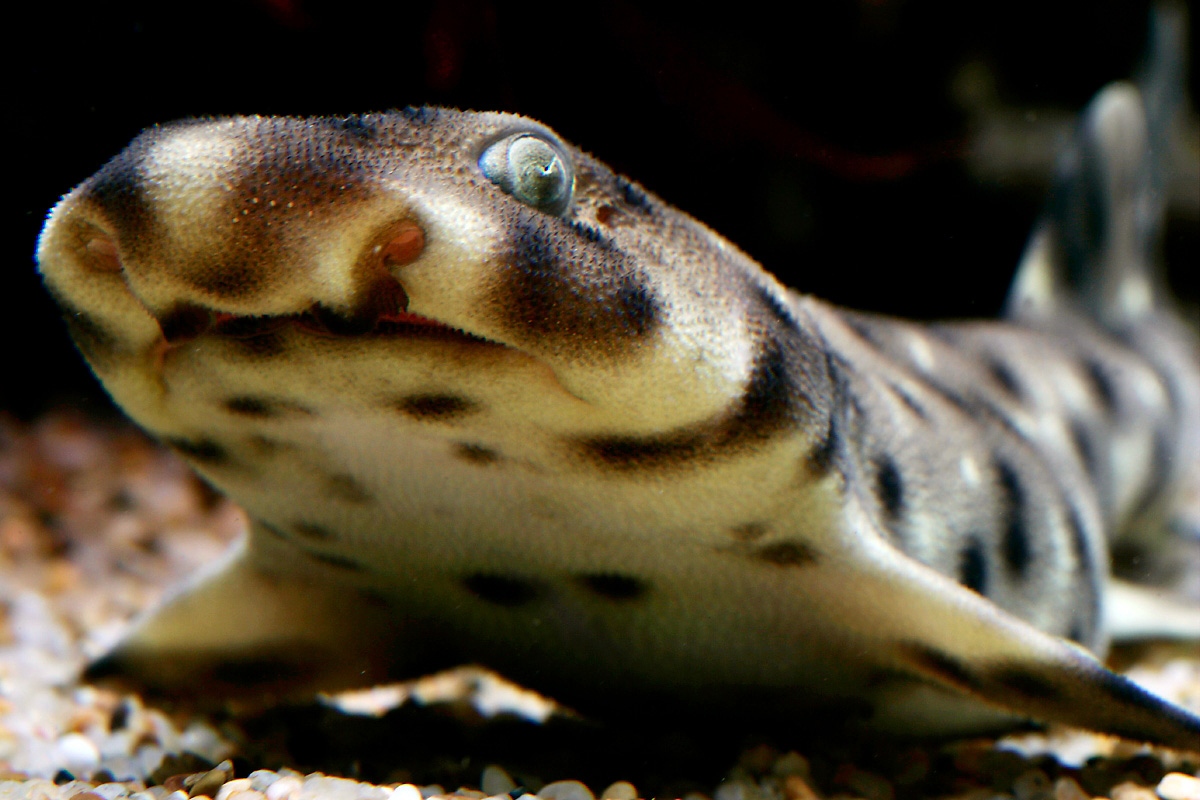 Close-up of a swell shark pup