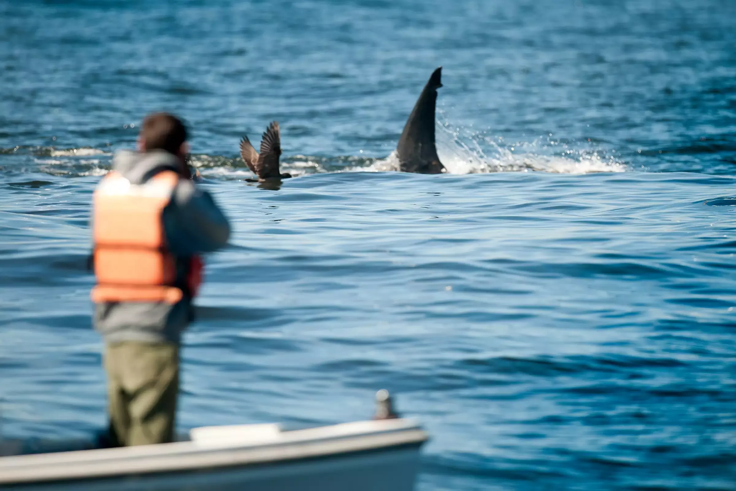 In the foreground, an out-of-focus man in a life vest stands in a small boat, watching a white shark predating a bird.