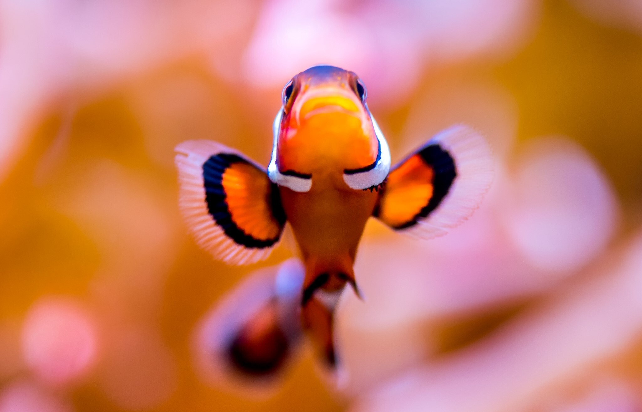 An anemonefish, also called a clownfish, on exhibit in the Splash Zone.