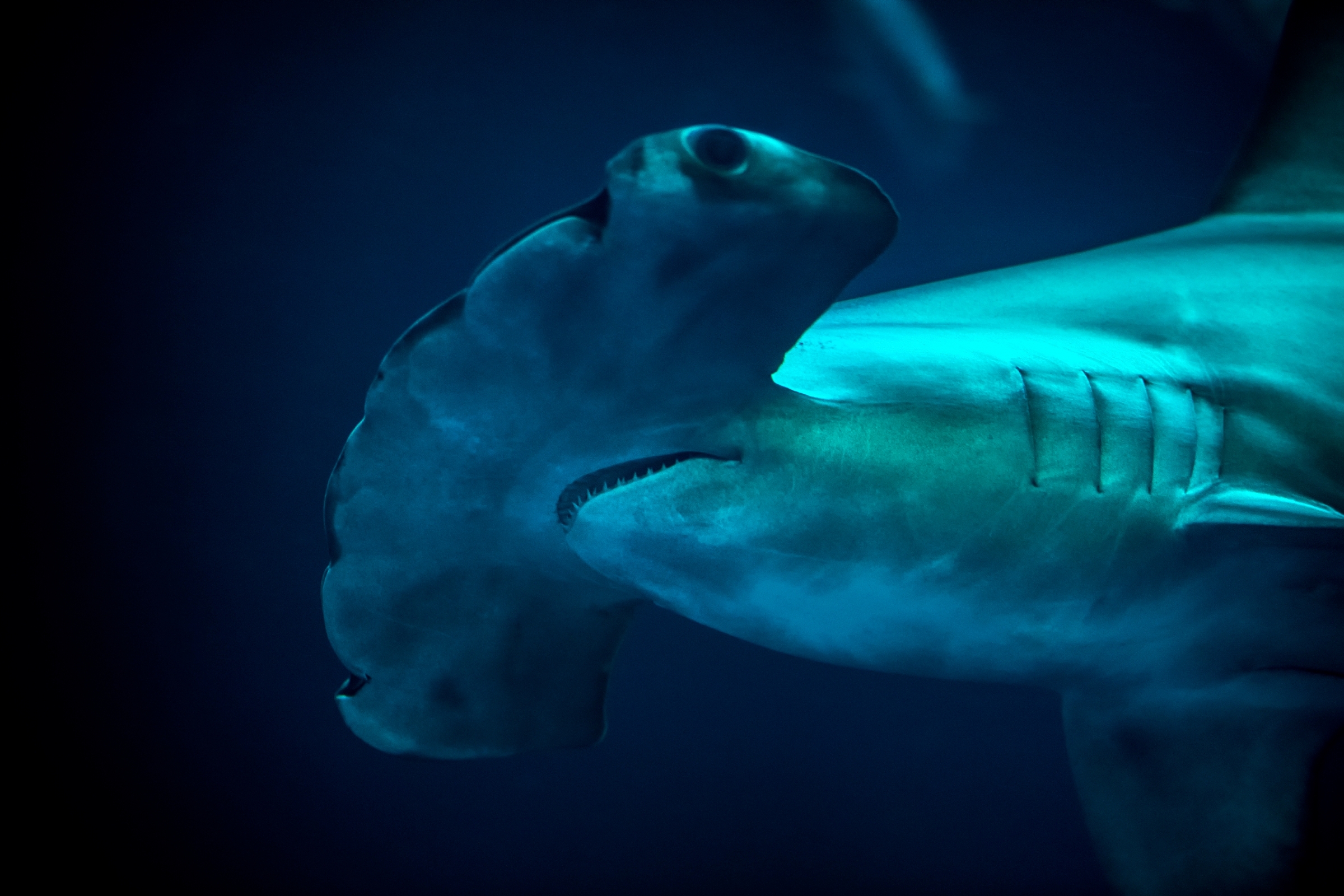 A scalloped hammerhead shark swimming in the Open Sea exhibit