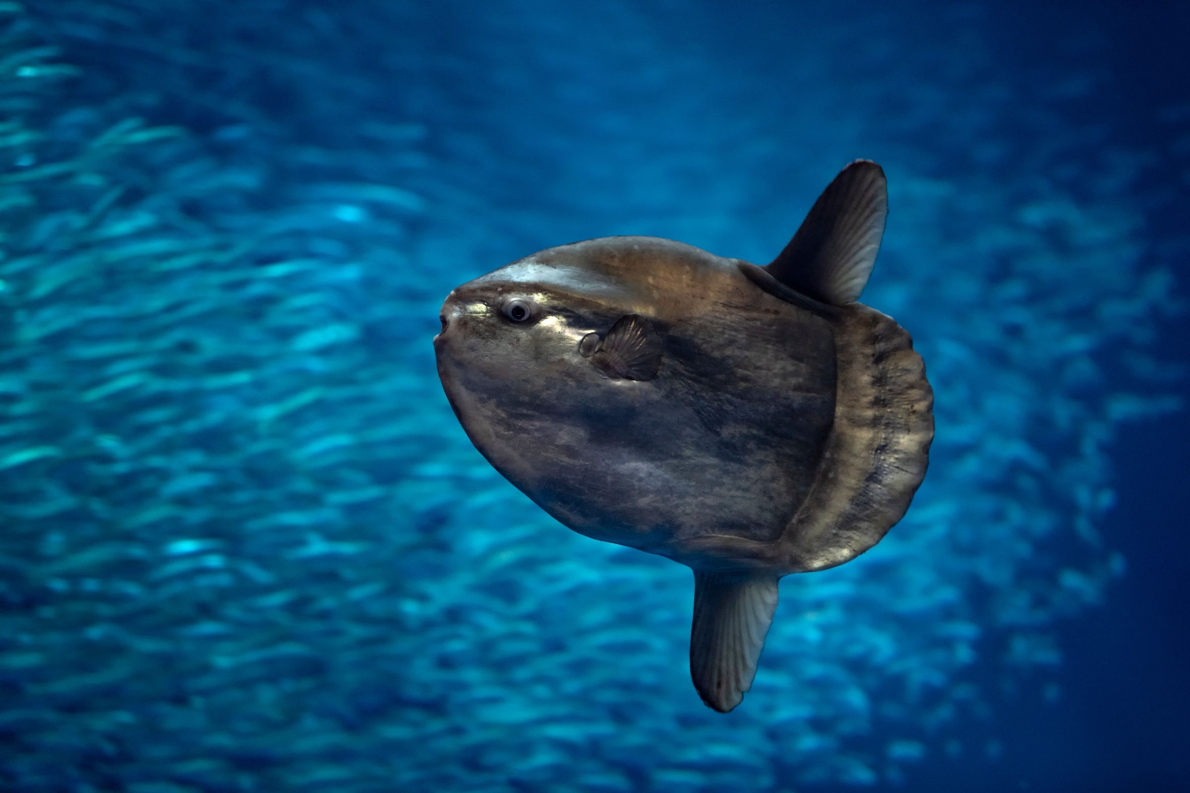 An ocean sunfish and a school of Pacific sardines in the Open Sea exhibit.