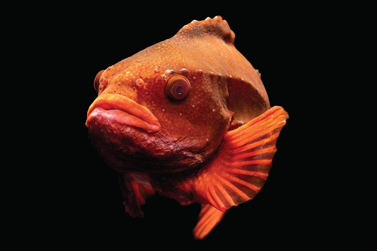 A male lumpfish displays breeding color