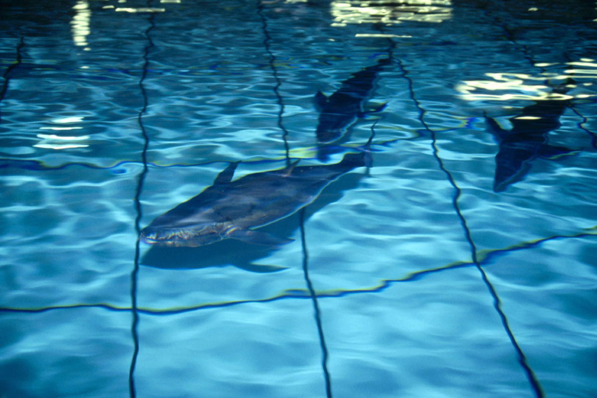Tunas swimming in a holding tank at the Monterey Bay Aquarium's AARC facility