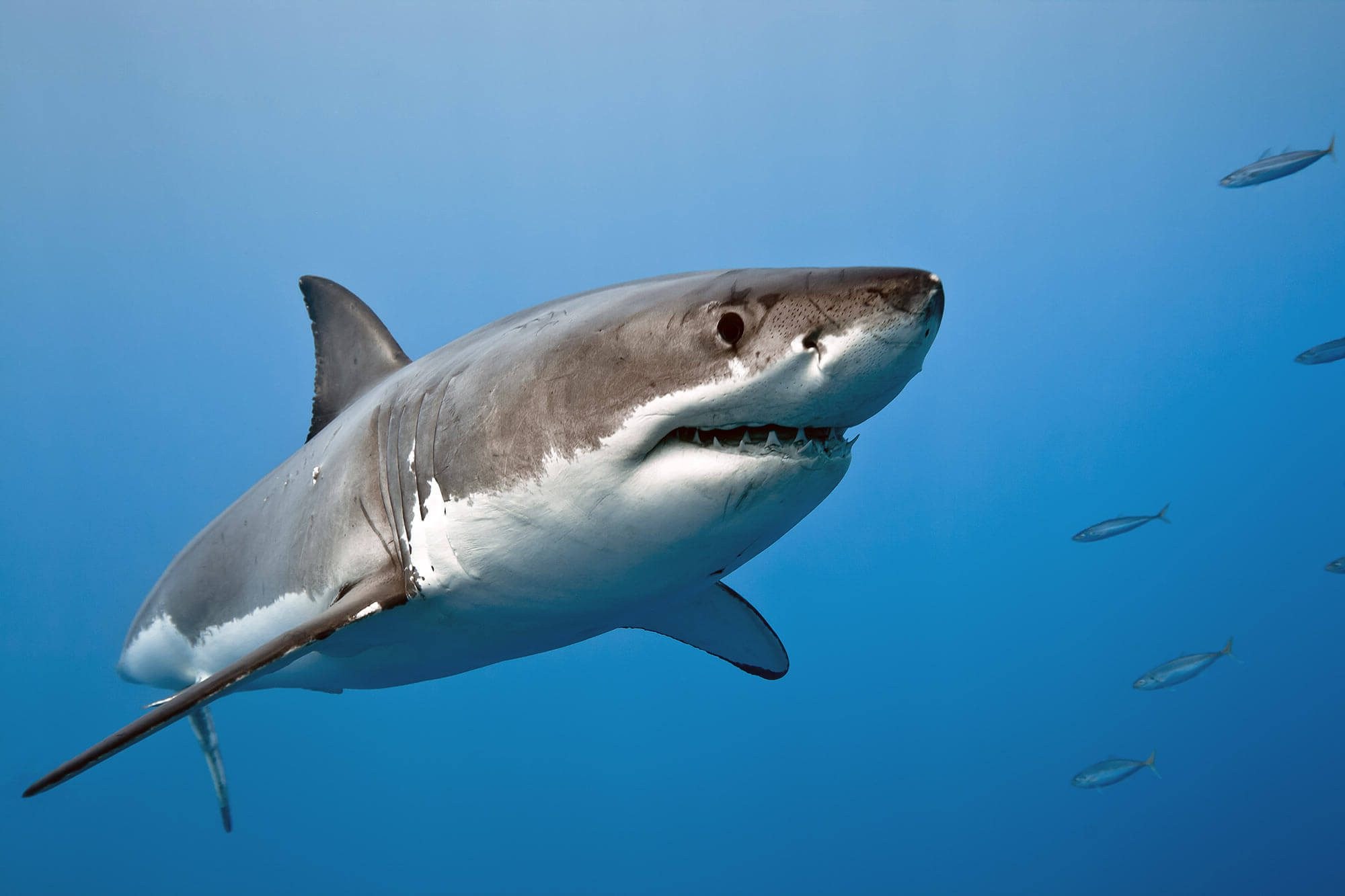 A white shark swims through clear blue waters while fish swim by sparsely in the background